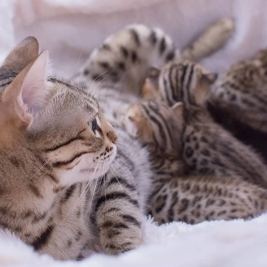 Chaton Bengal